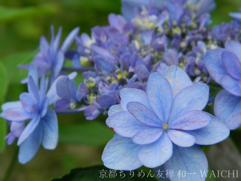 青い八重のあじさいの写真
