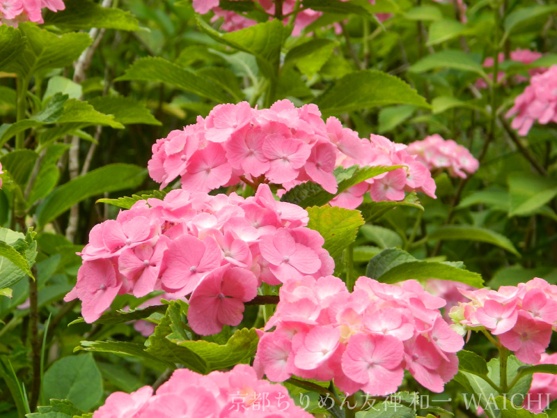 ピンクのひらひらが可愛い紫陽花の写真