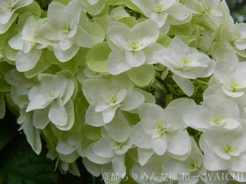 白い花が綺麗なカシワバアジサイの写真
