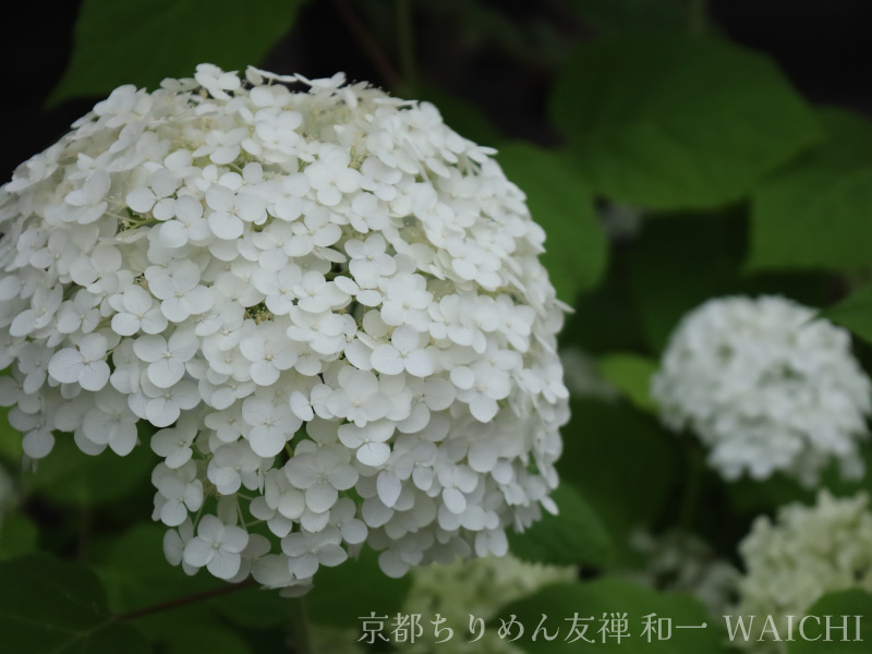 白くて繊細なアナベルという品種の紫陽花の写真 width=