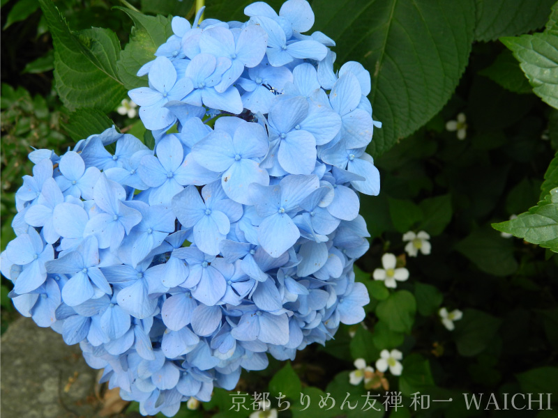 明るい水色の紫陽花の写真