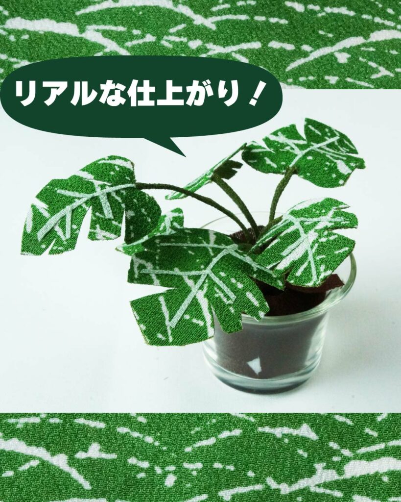 モンステラ
