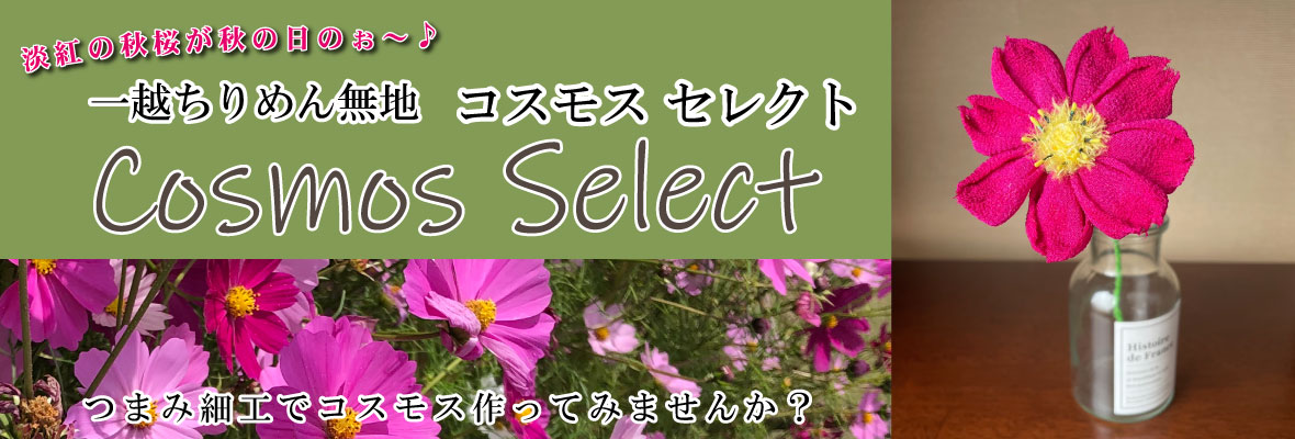 コスモス一越ちりめんセレクト