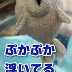 アザラシ