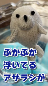 アザラシ