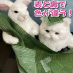この生地は表も裏も使えます