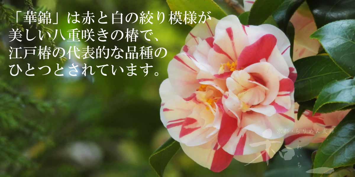 花錦の椿の写真